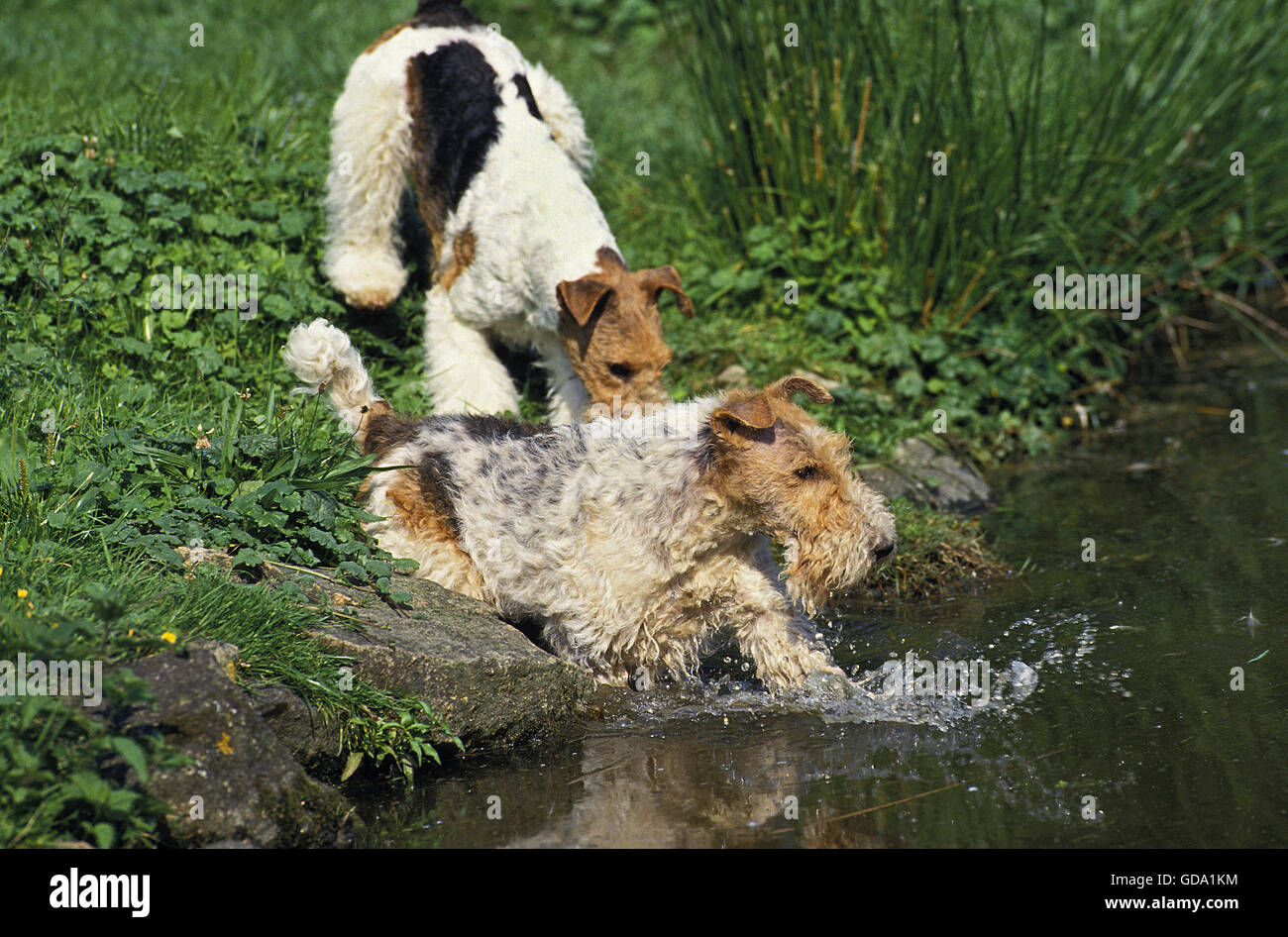 WIRE-haired Fox Terrier, adulto entra in acqua Foto Stock