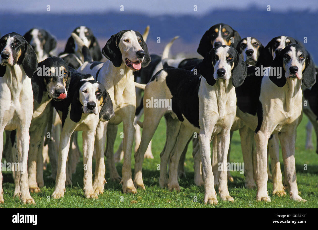 Grande anglo-francese BIANCO E NERO HOUND, pack di adulti Foto Stock