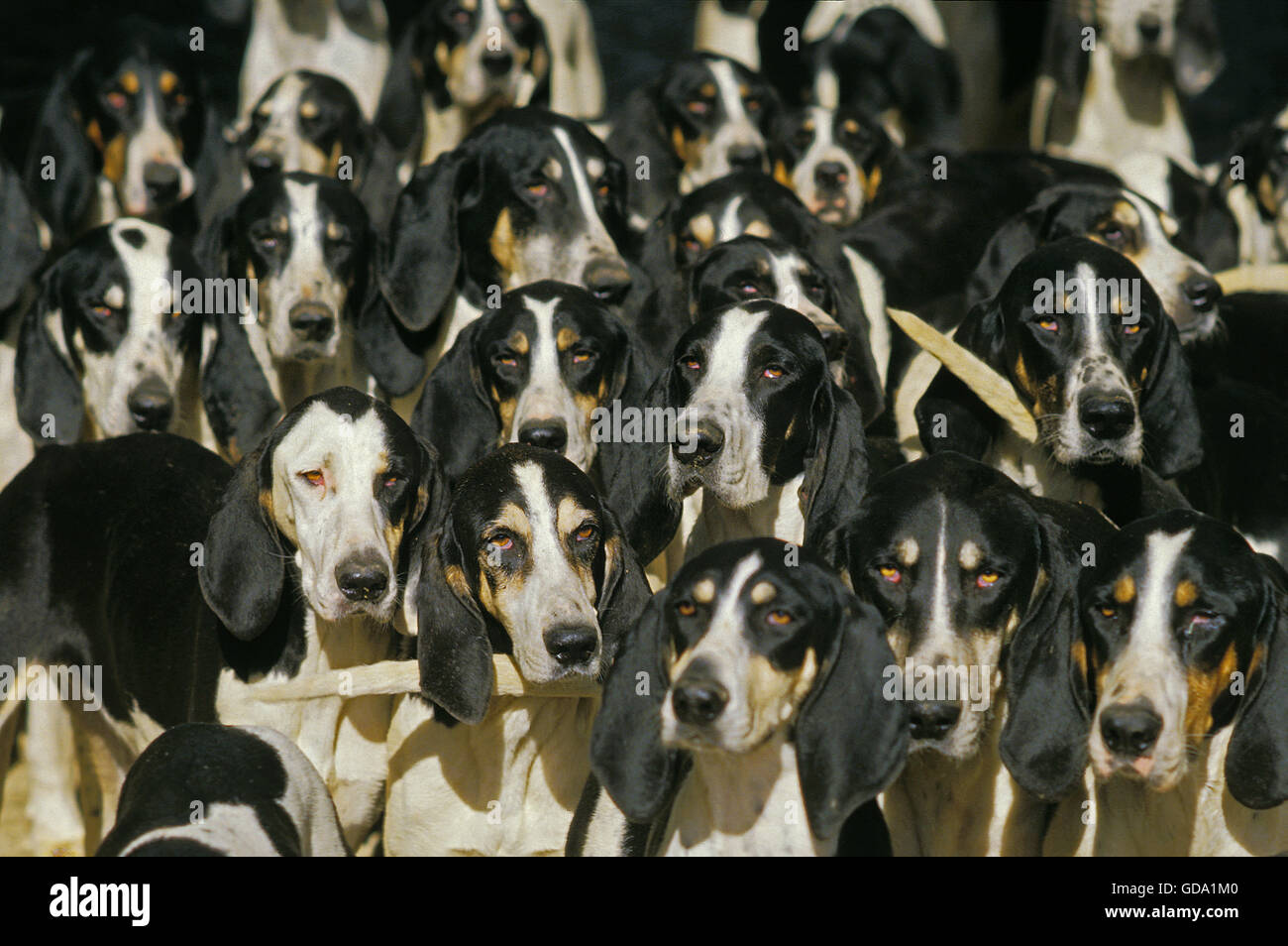 Grande anglo-francese BIANCO E NERO HOUND, pack di adulti Foto Stock