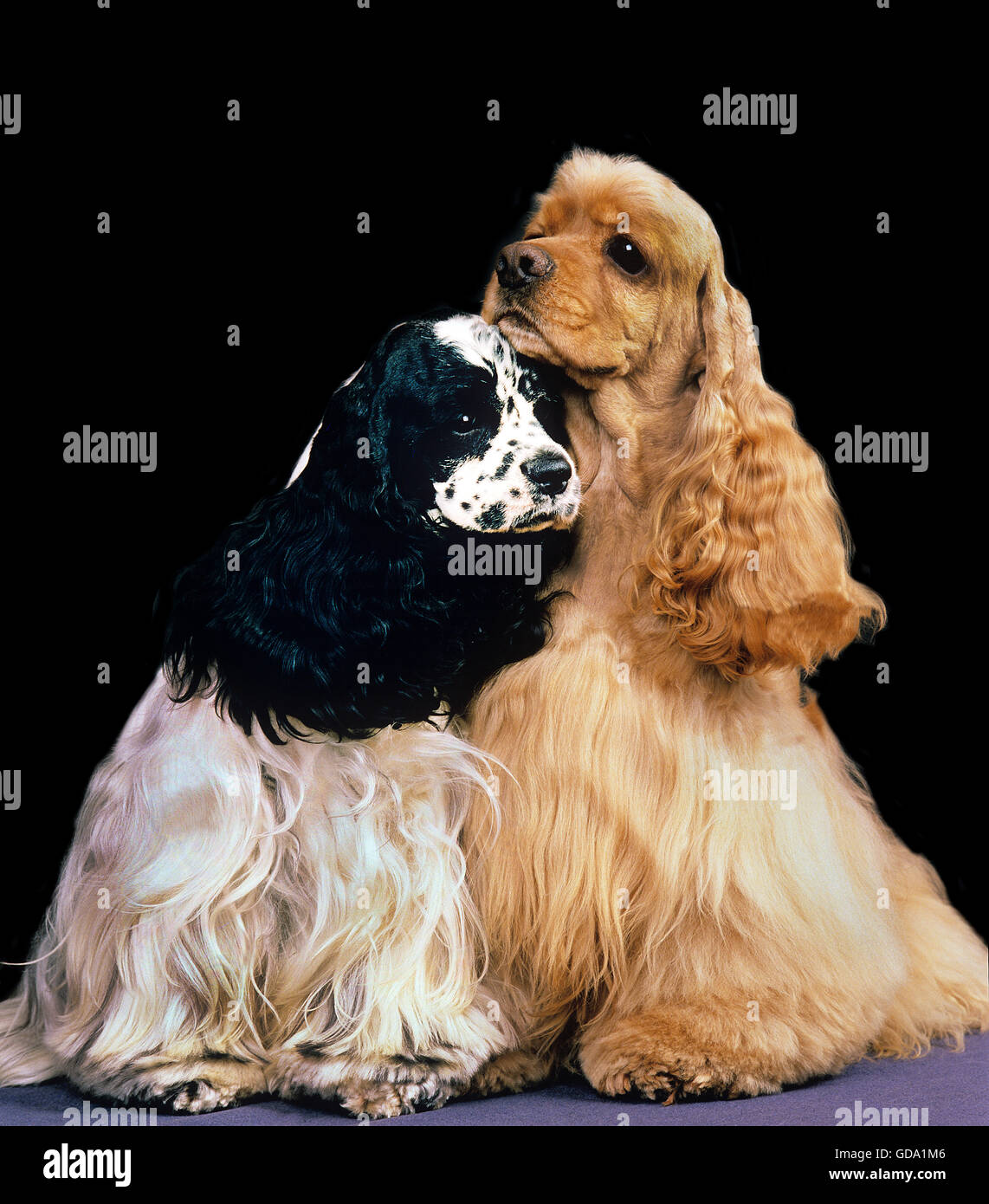 American Cocker Spaniel Foto Stock
