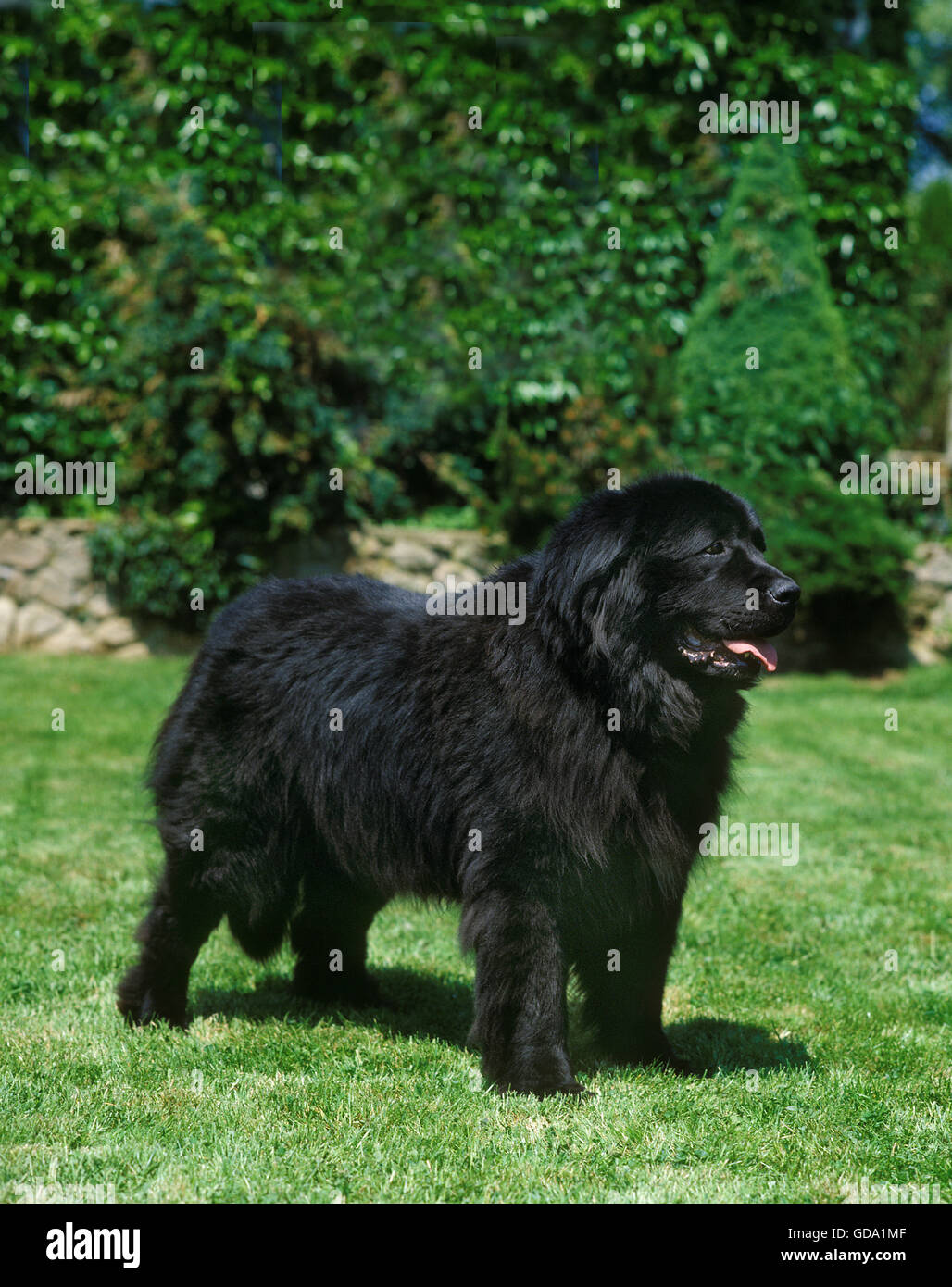 Cane di Terranova, adulti in piedi sull'erba Foto Stock