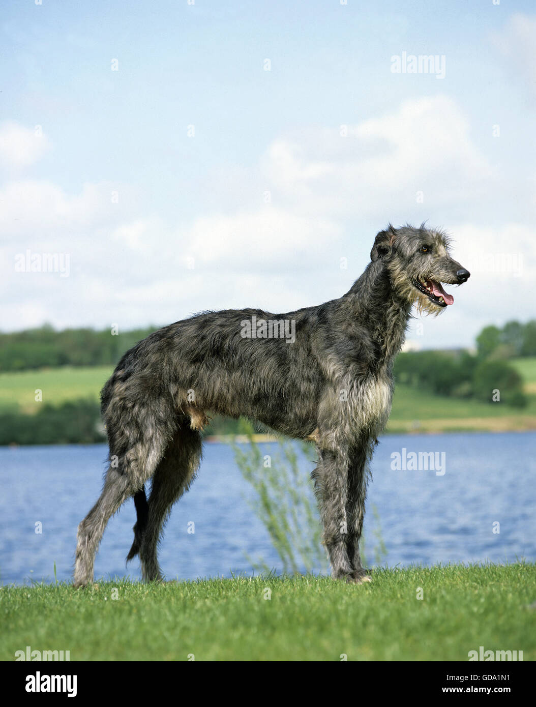 Scottish Deerhound cane, maschio vicino al lago Foto Stock