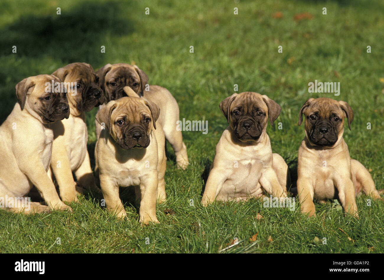 Bullmastiff cane, cuccioli seduto sull'erba Foto Stock