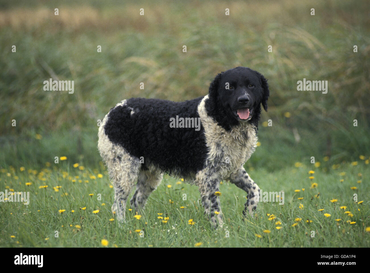 Frisone cane di acqua in piedi sull'erba Foto Stock