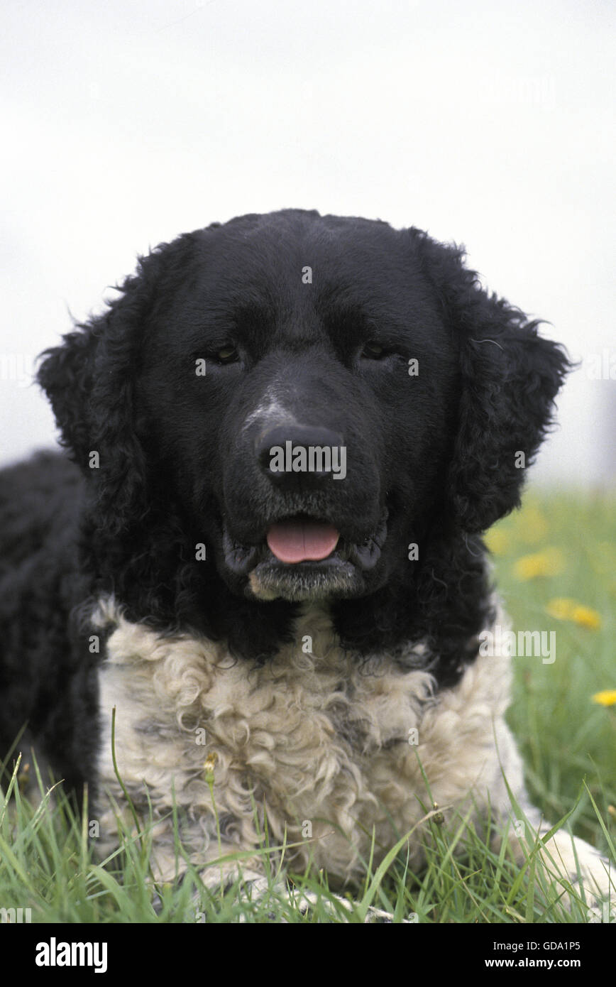 Frisone cane di acqua posa sull'erba Foto Stock