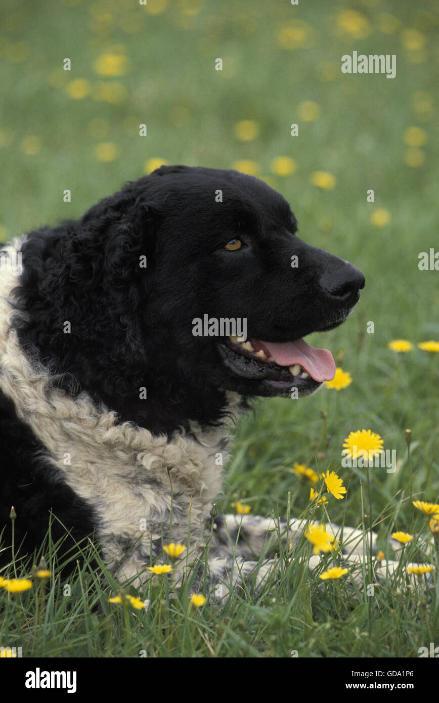 Frisone cane di acqua posa su erba con fiori di colore giallo Foto Stock