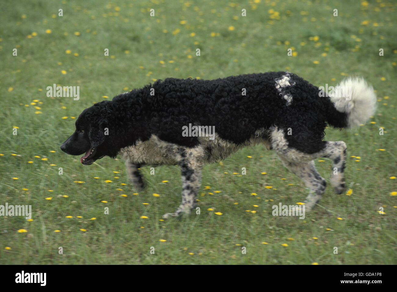 Frisone cane di acqua sull'erba Foto Stock