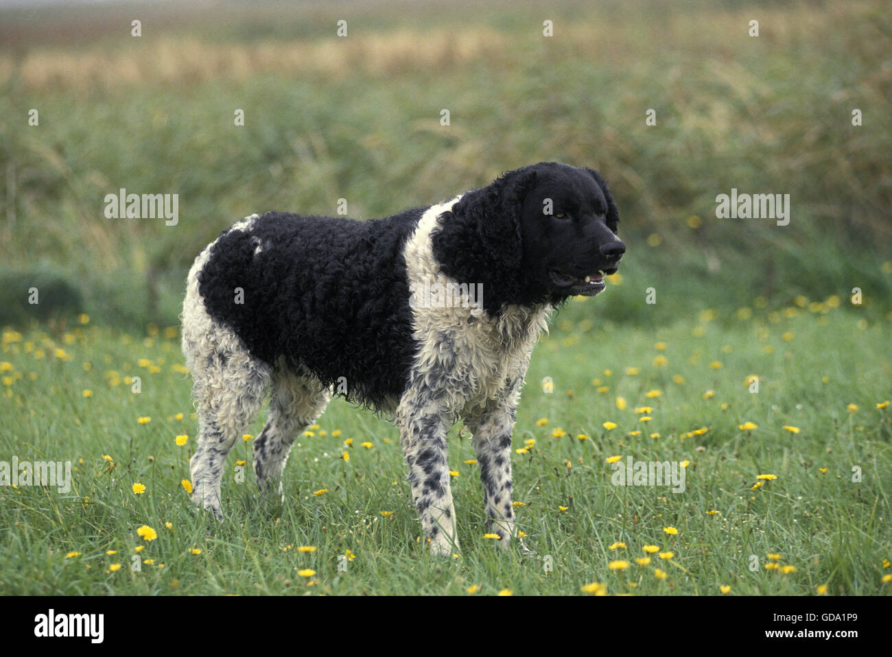 Frisone cane di acqua in piedi sull'erba Foto Stock