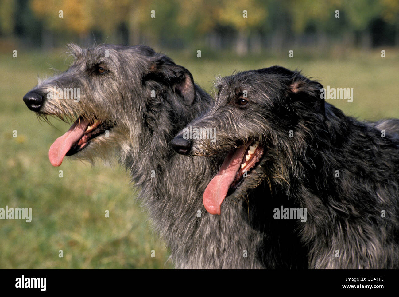 Scottish Deerhound, Ritratto di cane adulto con la lingua di fuori Foto Stock