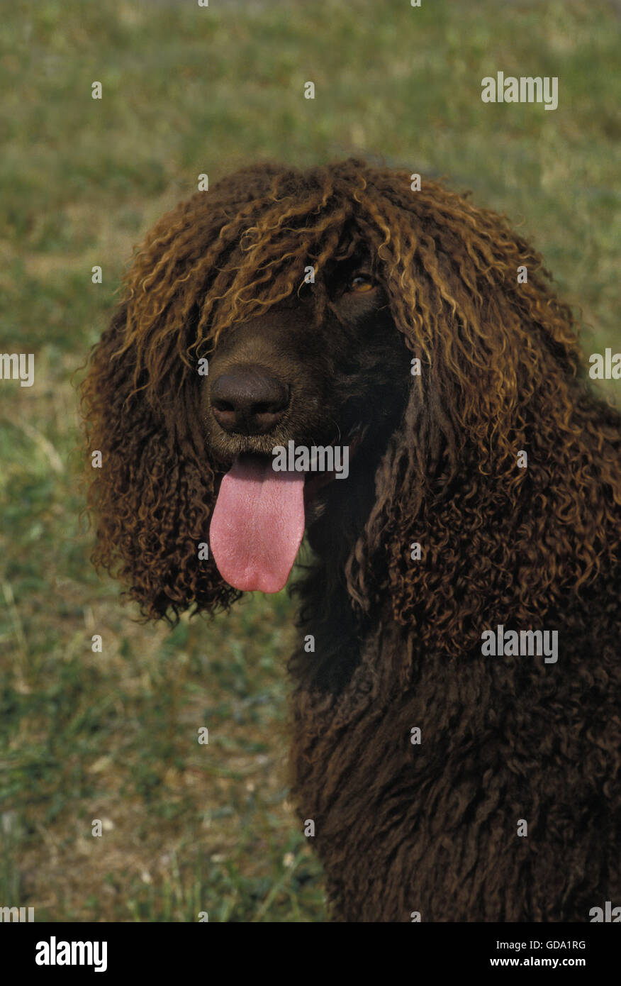 Acqua irlandese Spaniel cane, Ritratto di adulti con la lingua di fuori Foto Stock
