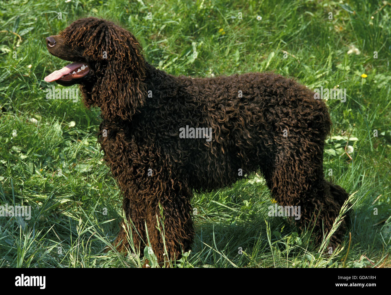 Acqua irlandese Spaniel cane sull'erba Foto Stock