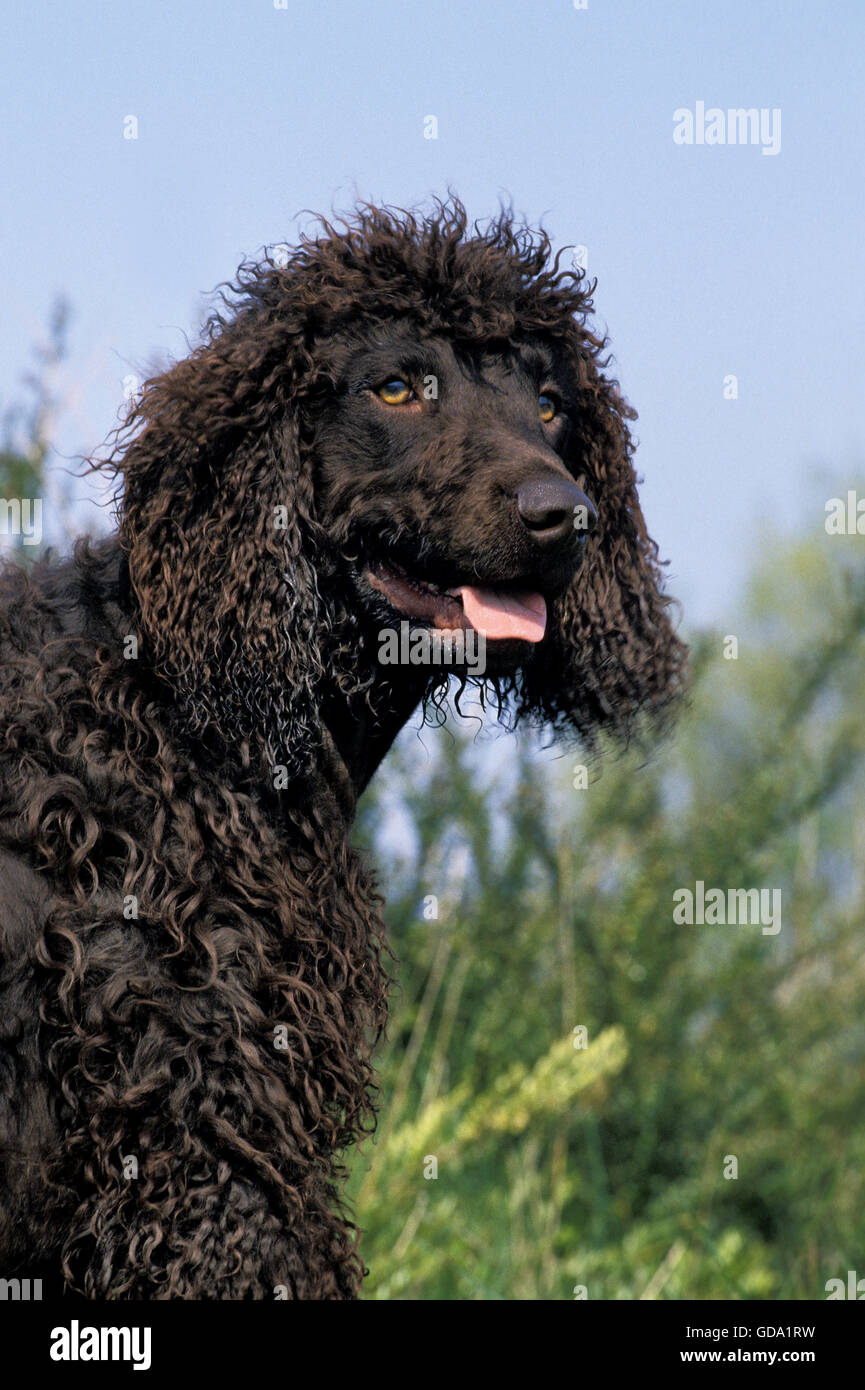 Acqua irlandese Spaniel cane, Ritratto di adulti con la lingua di fuori Foto Stock