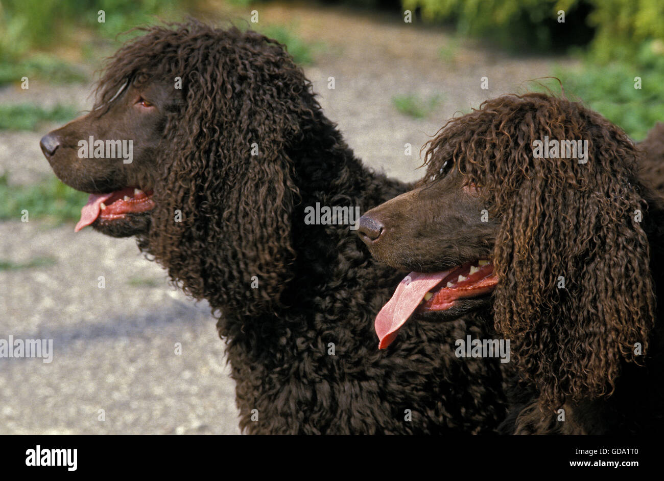 Acqua irlandese Spaniel cane, Ritratto di adulti con la lingua di fuori Foto Stock