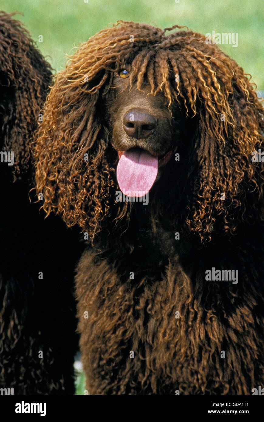Acqua irlandese Spaniel cane, Ritratto di adulti con la lingua di fuori Foto Stock