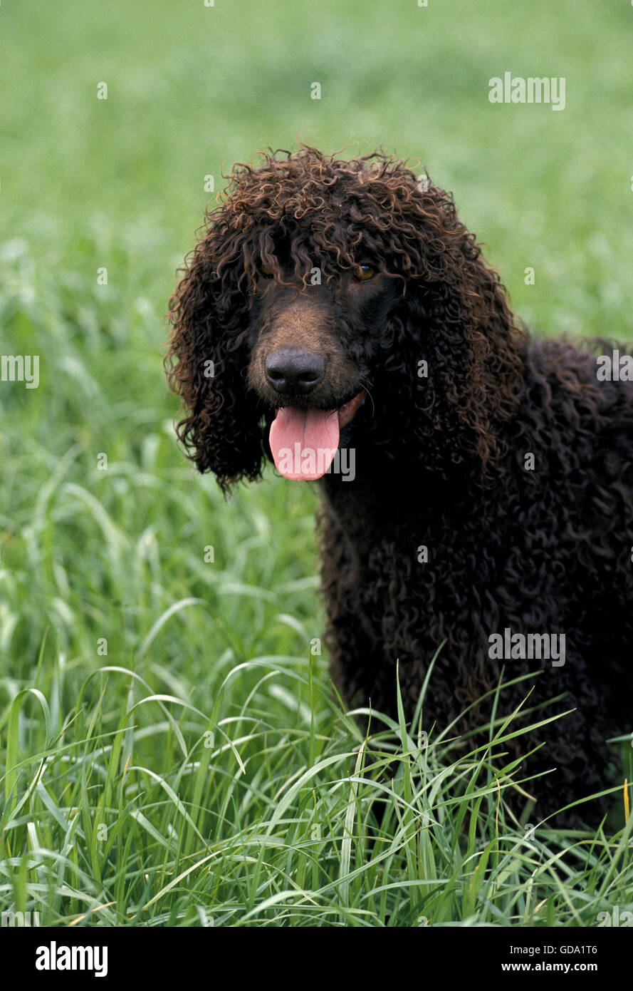 Acqua irlandese Spaniel cane adulto, con la lingua di fuori Foto Stock