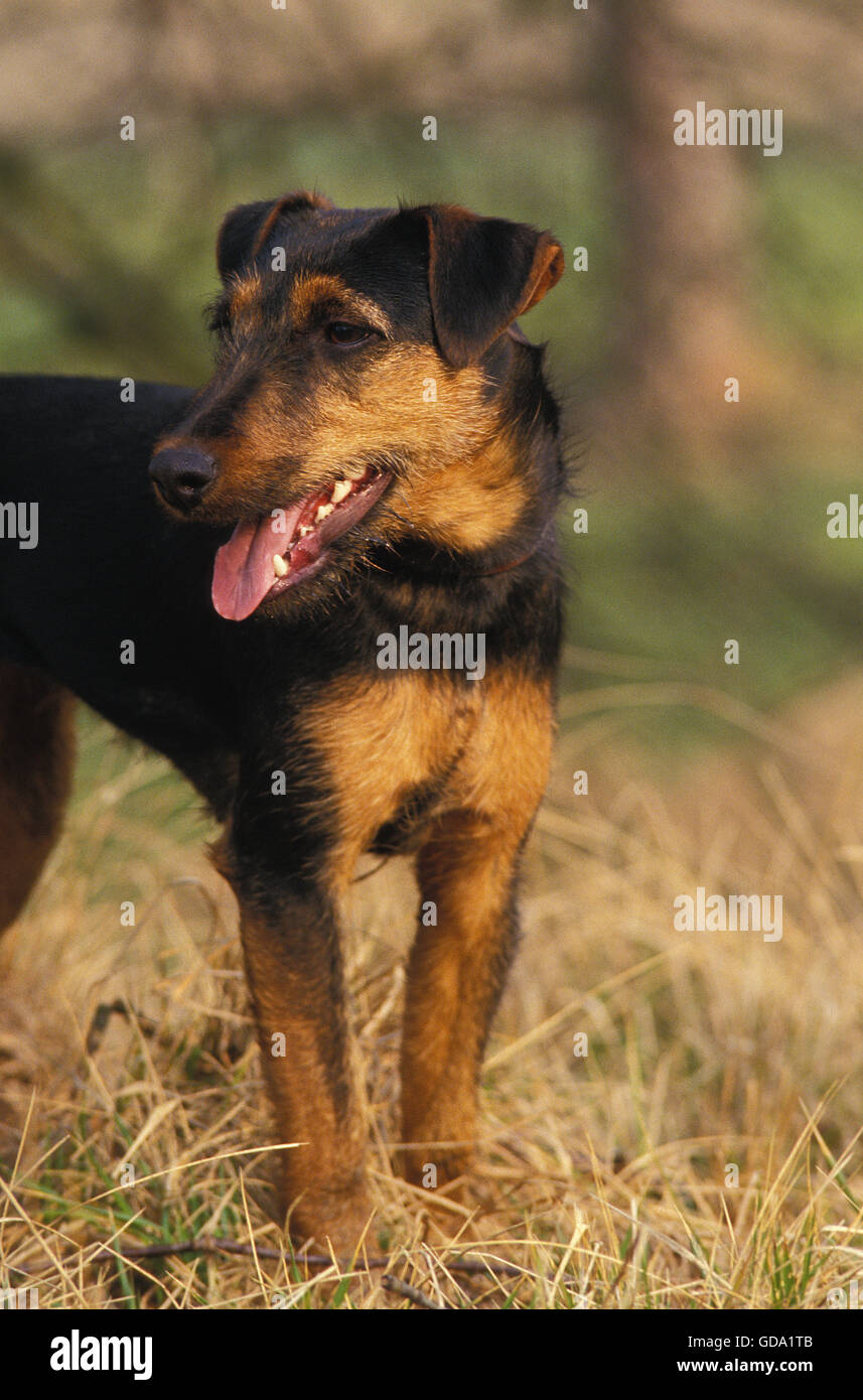 Jagd Terrier o Tedesco caccia Terrier cane Foto Stock