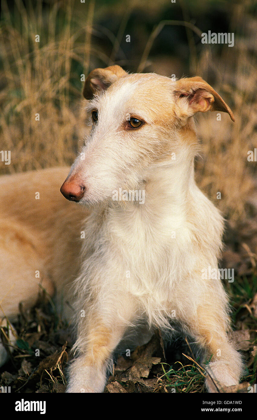 Filo spagnola dai capelli GALGO O SPAGNOLO Greyhound, adulto Foto Stock