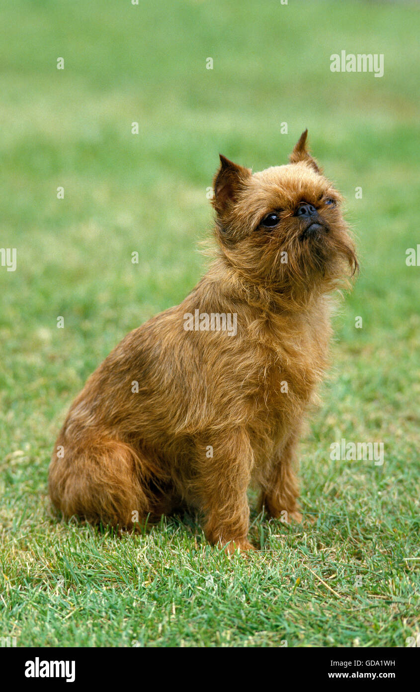 Il grifone BELGA O DI BRUXELLES GRIFFON (vecchia razza standard con taglio orecchie), Adulto seduto sull'erba Foto Stock