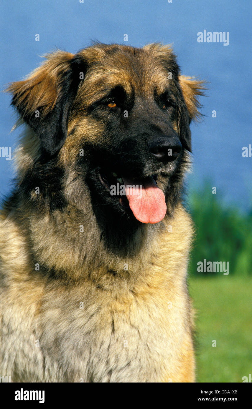 Leonberger cane in prossimità di acqua Foto Stock