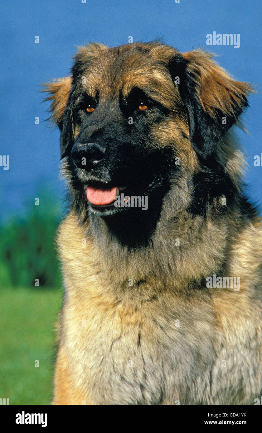 LEONBERGER cane vicino acqua, ritratto di adulto Foto Stock