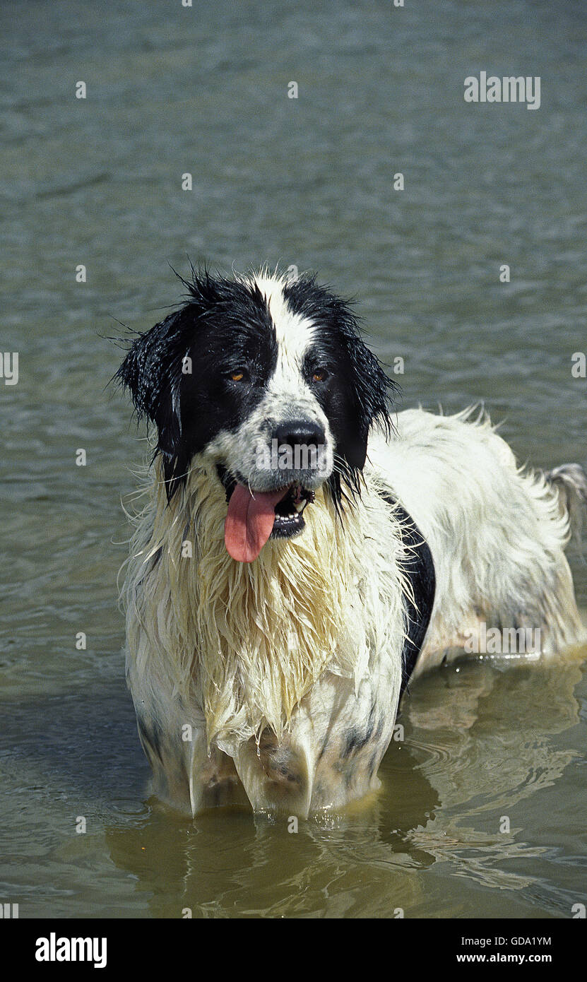 LANDSEER, ADULTI IN PIEDI IN ACQUA Foto Stock