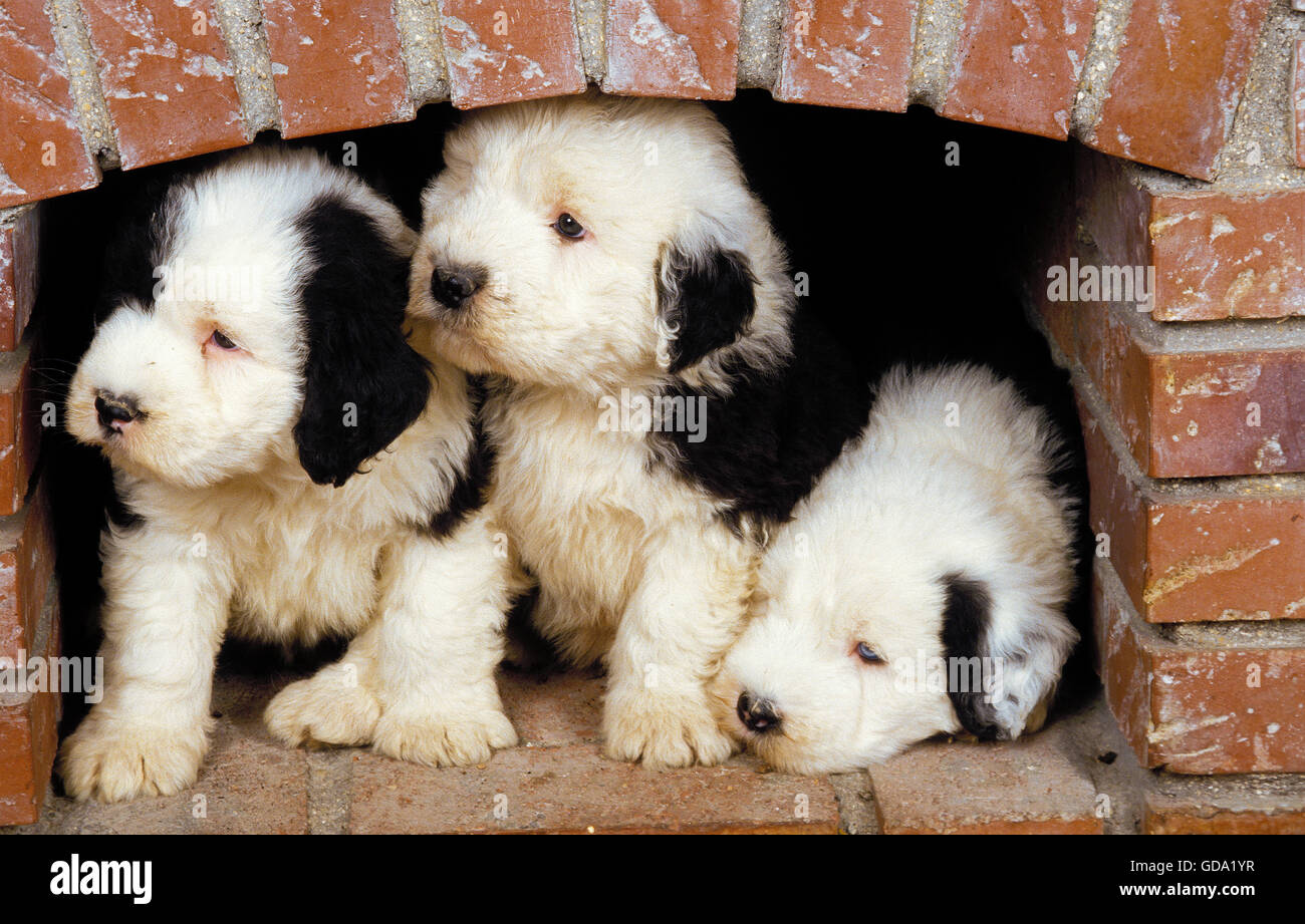 Bobtail cane o Old English Sheepdog, Pup nascosti sotto il camino Foto Stock