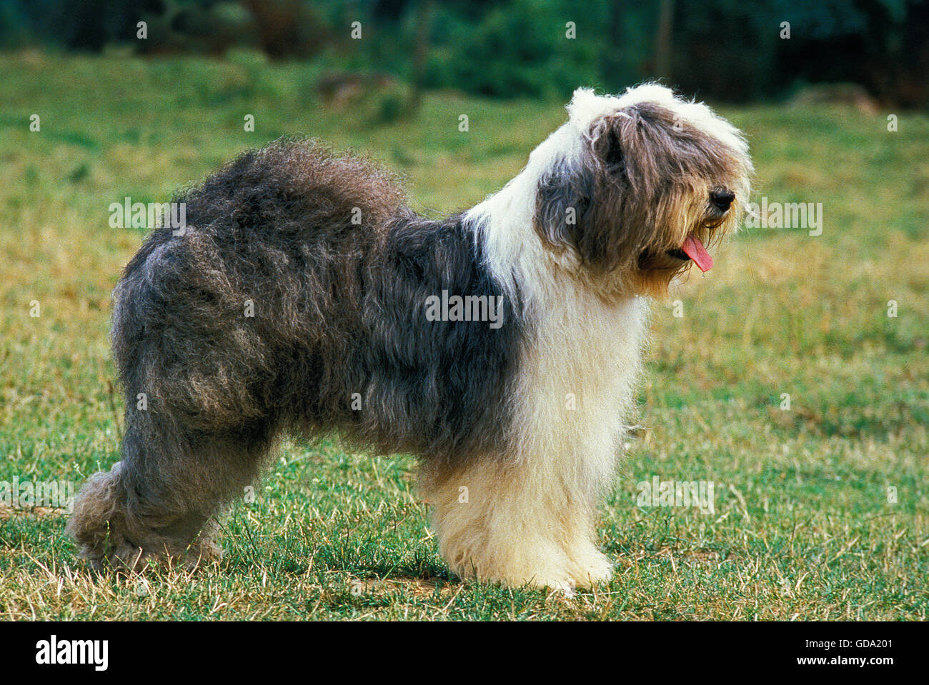 Bobtail cane o Old English Sheepdog, adulti in piedi sull'erba Foto Stock
