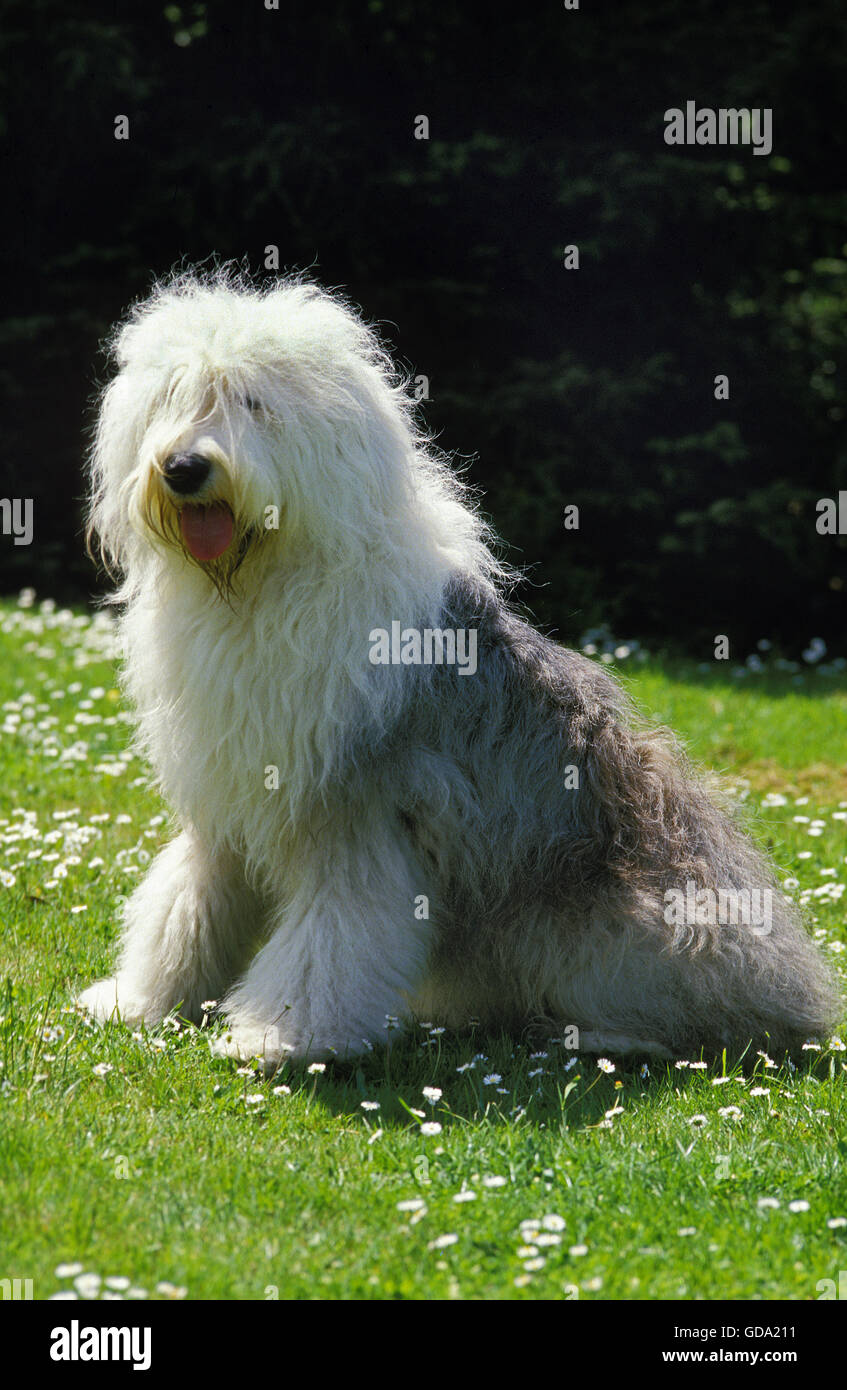 Bobtail cane o Old English Sheepdog, seduto sull'erba Foto Stock