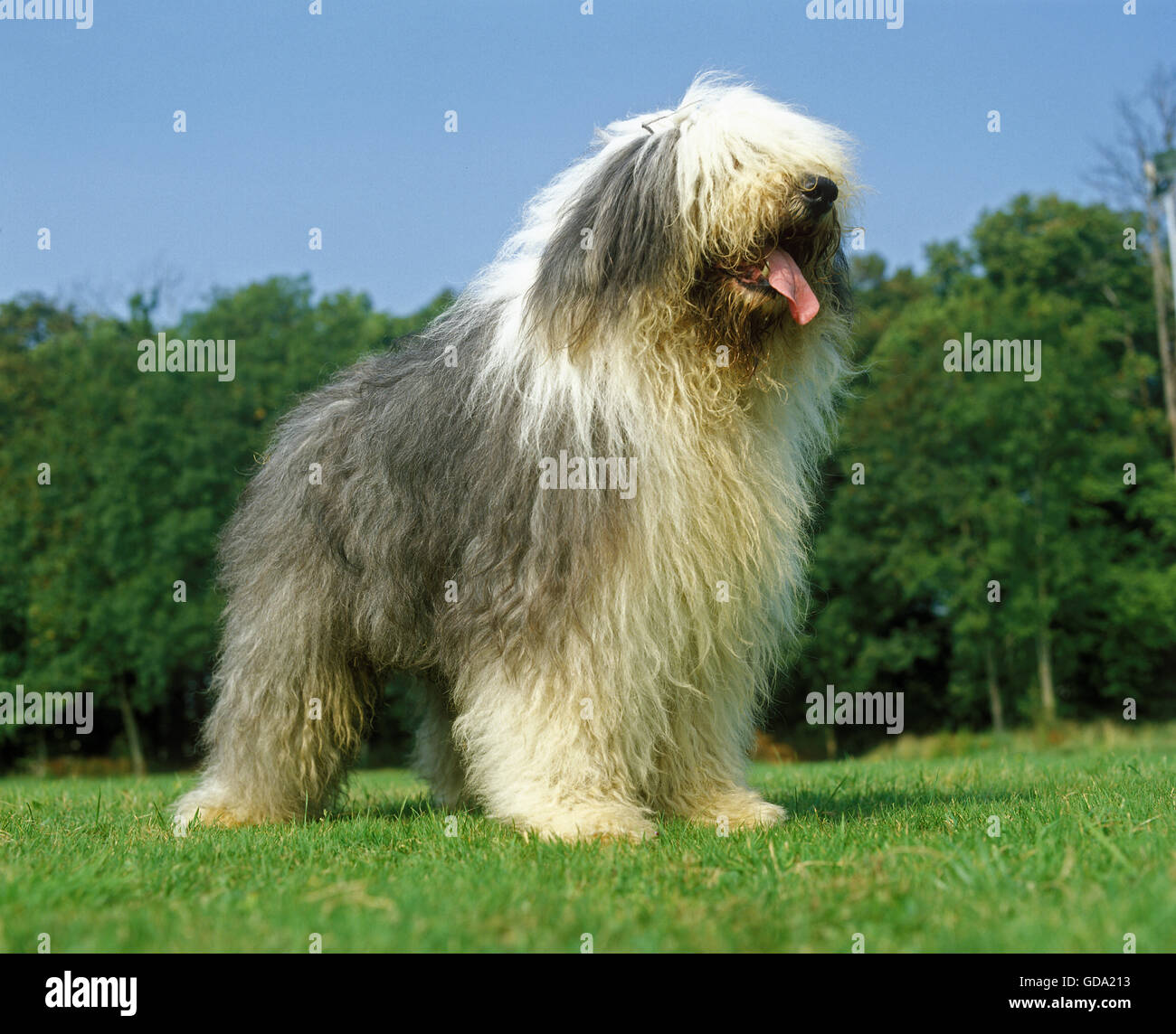 Bobtail cane o Old English Sheepdog, in piedi sull'erba Foto Stock