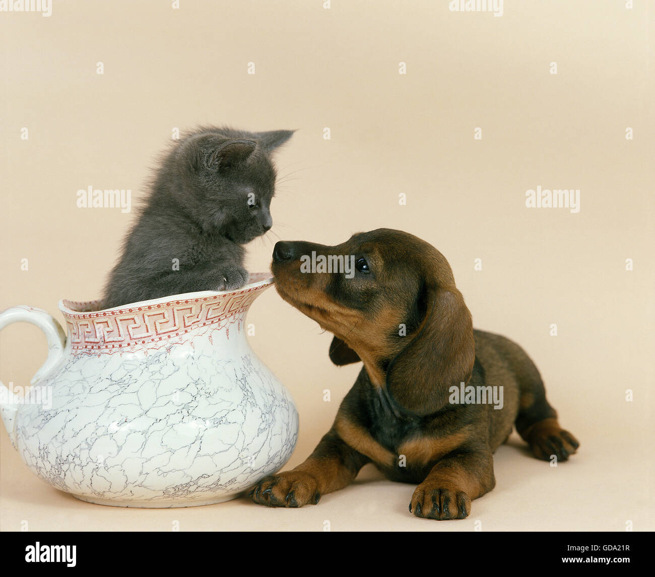 Dachsund Smooth-Haired, Pup con Chartreux gattino domestico Foto Stock
