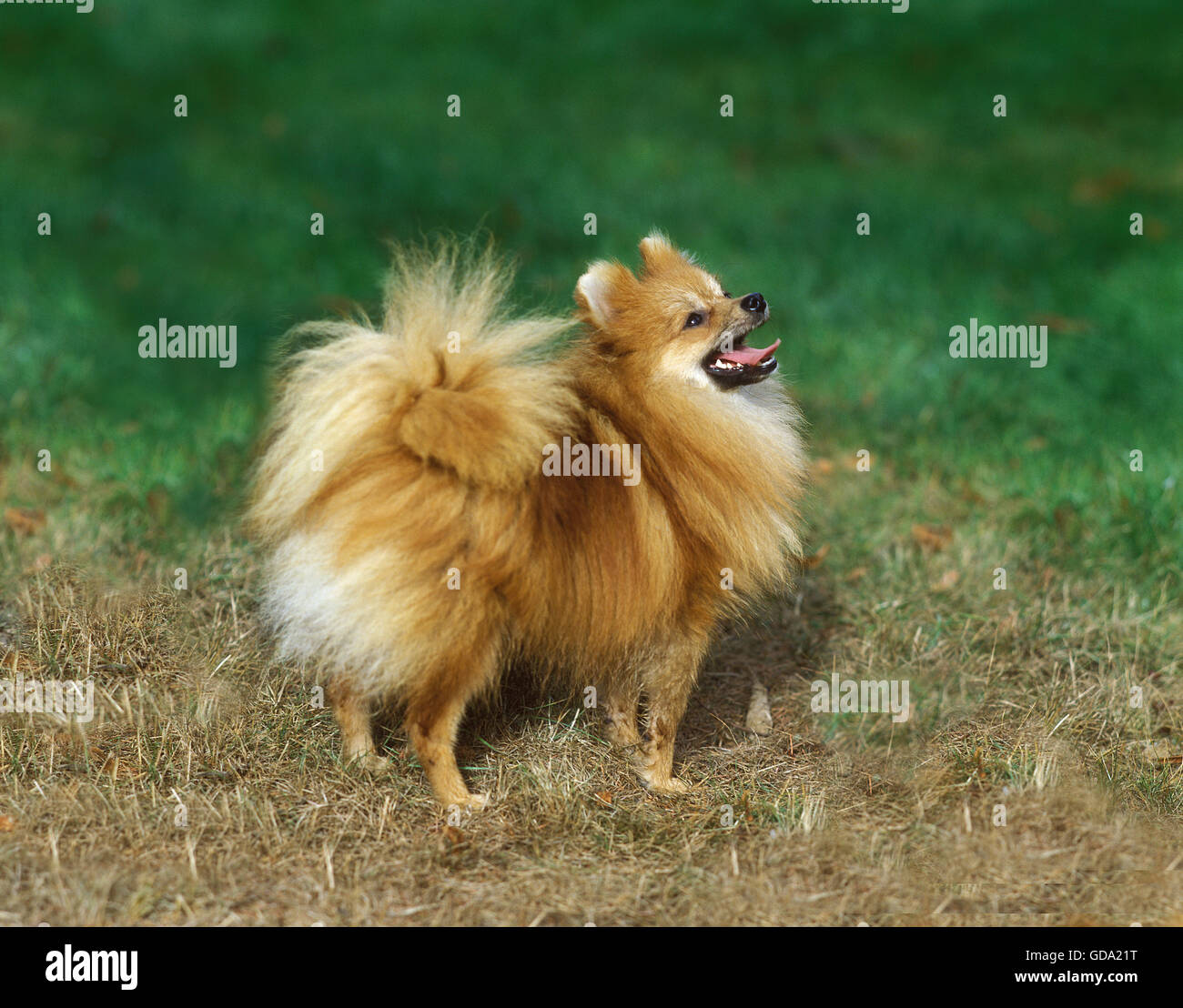 Miniatura Spitz tedesco cane adulto in piedi sull'erba Foto Stock
