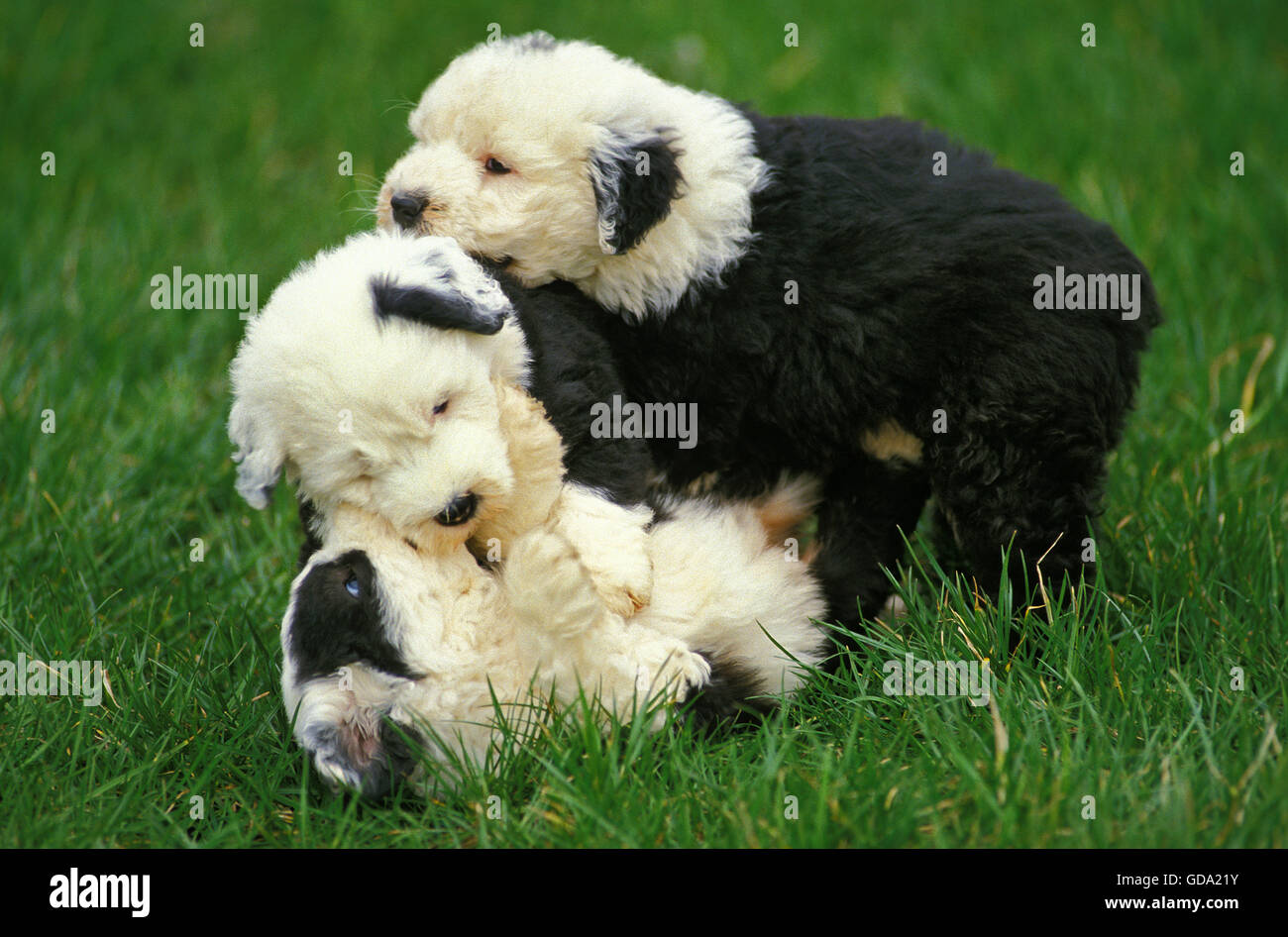 Bobtail cane o Old English Sheepdog, Pup giocando sull'erba Foto Stock