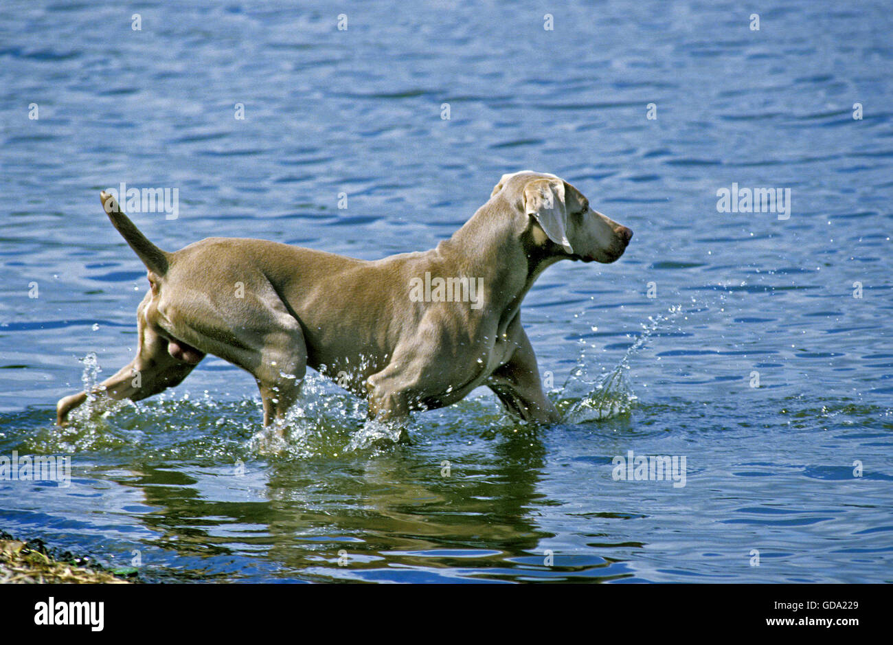 Puntatore di Weimar cane, maschio entra in acqua Foto Stock