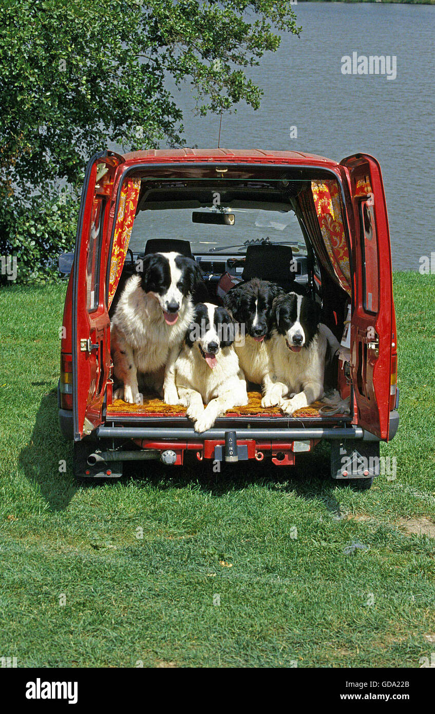 Landseer cani in piedi in auto rossa Foto Stock