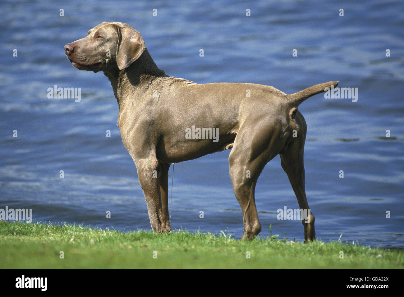 Puntatore di Weimar cane, maschio in piedi vicino all'acqua Foto Stock