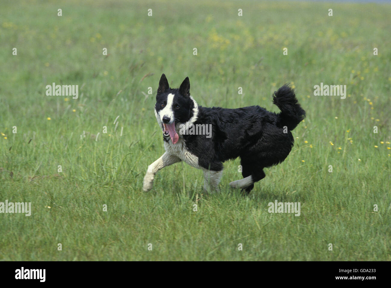 Karelian Bear Dog in esecuzione sull'erba Foto Stock