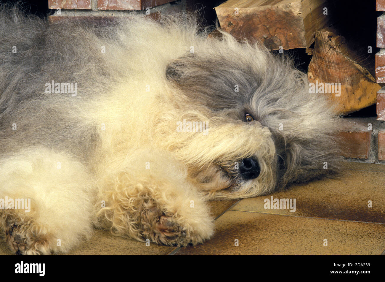 Bobtail cane o Old English Sheepdog davanti al caminetto Foto Stock