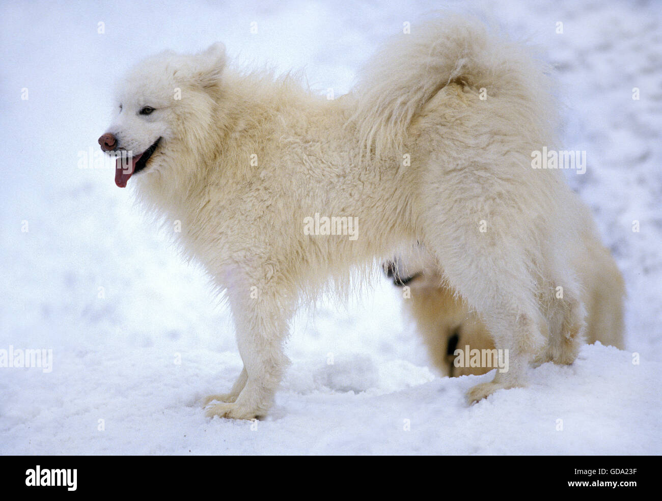Samoyede cane sulla neve Foto Stock