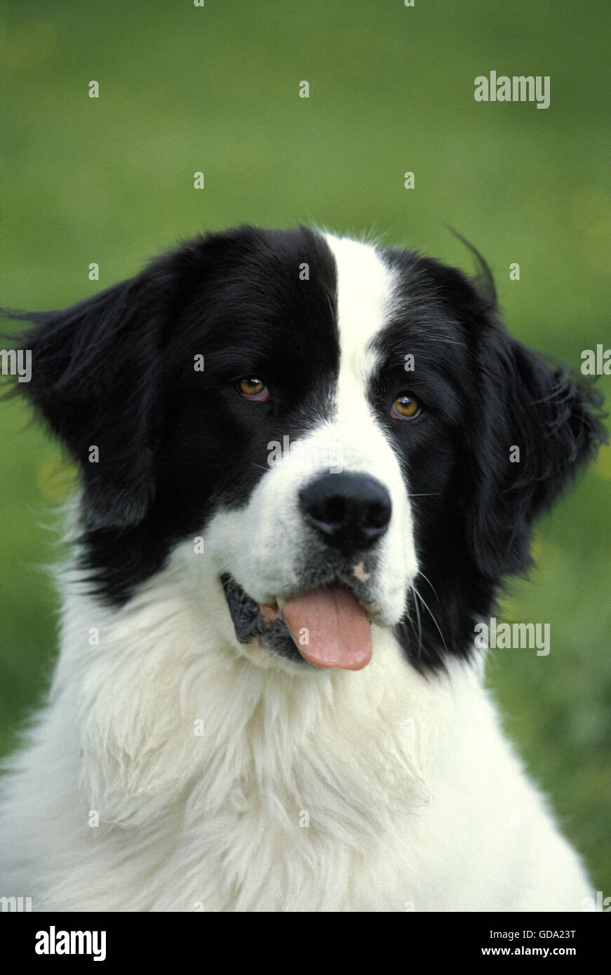 Landseer cane, Ritratto di adulto Foto Stock
