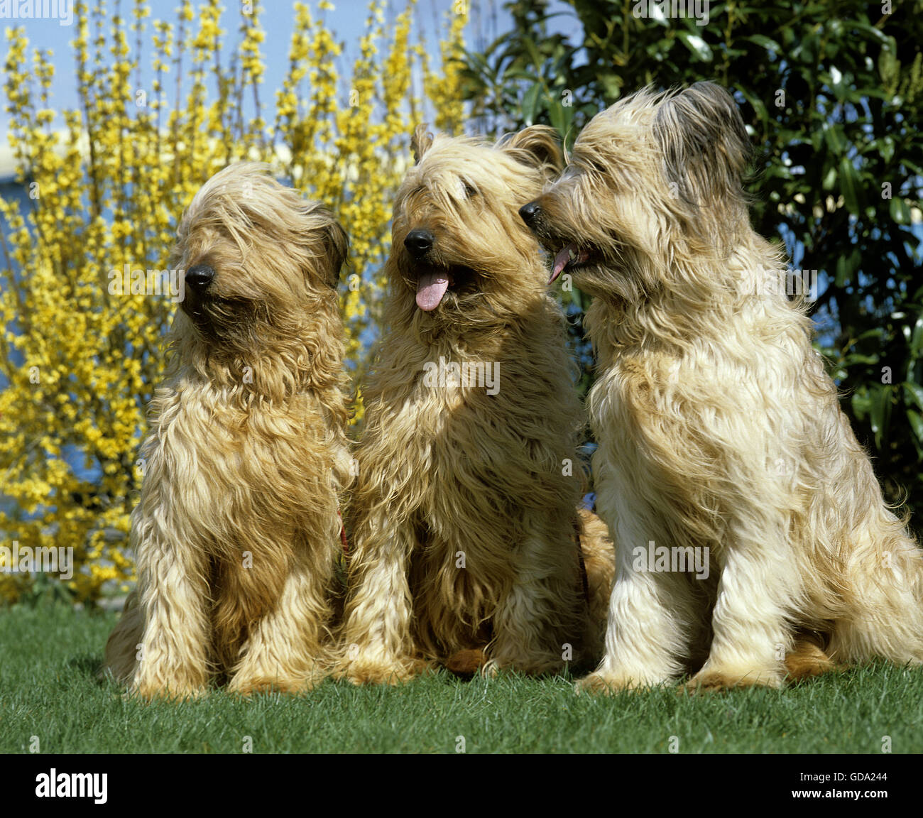 Briard cane (vecchia razza standard con taglio orecchie), adulti in piedi sull'erba Foto Stock