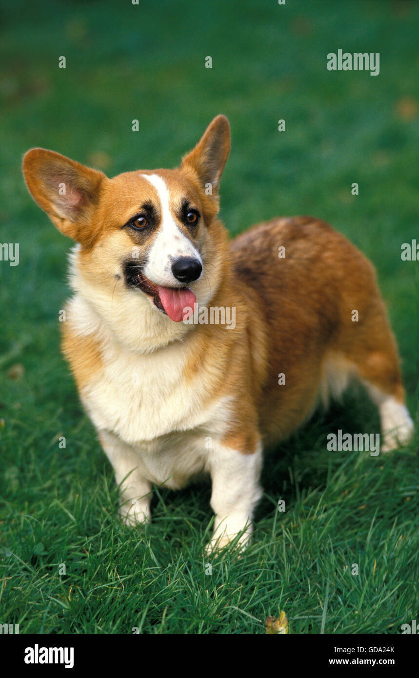 Pembroke Welsh Corgi in piedi sull'erba Foto Stock