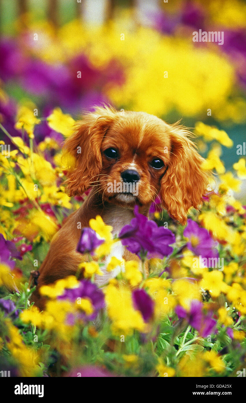 Cavalier King Charles Spaniel cane, cucciolo con fiori, ruby Foto Stock