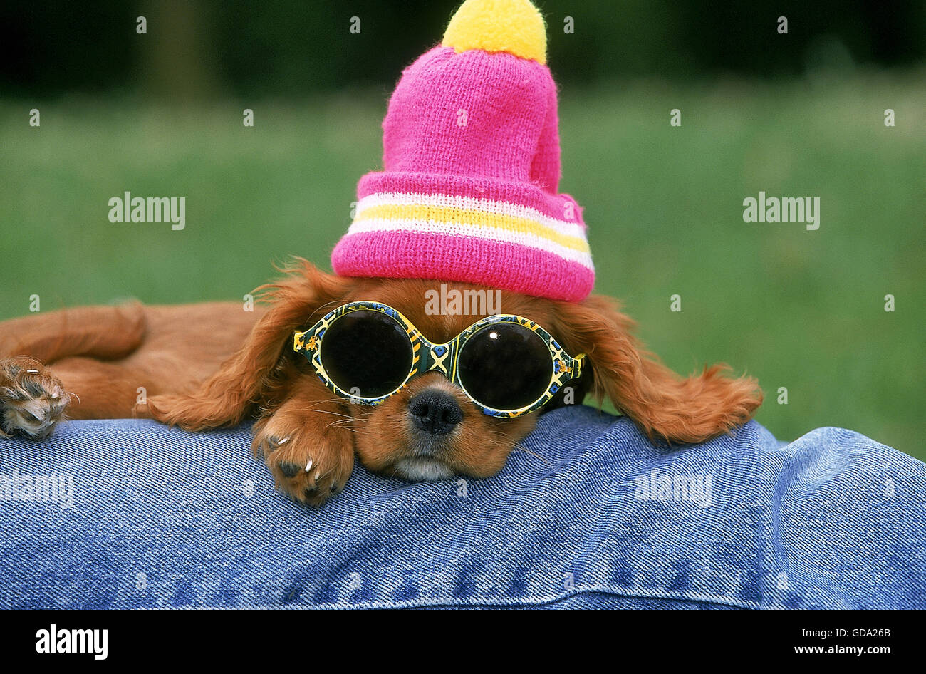 CAVALIER King Charles Spaniel con cofano e occhiali da sole, ruby Foto Stock