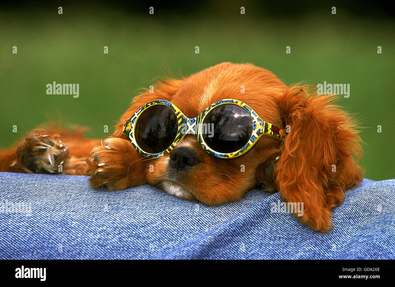 CAVALIER King Charles Spaniel, PUP con occhiali da sole, ruby Foto Stock