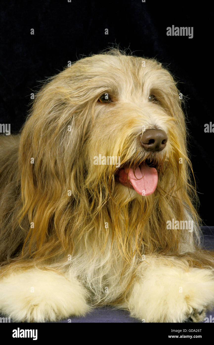 Collie barbuto, Ritratto di cane su sfondo nero Foto Stock
