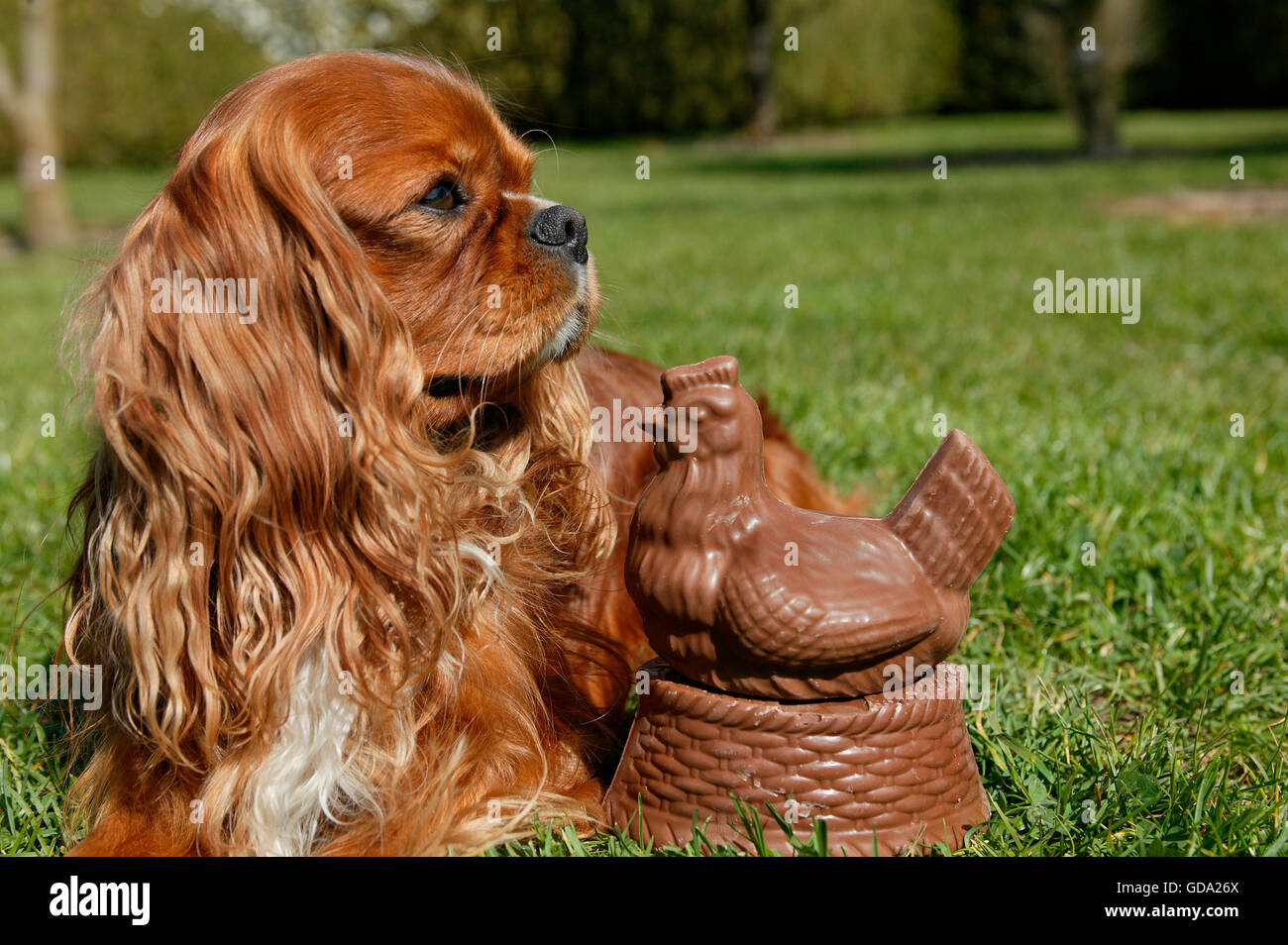 Cavalier King Charles Spaniel con cioccolato Hen, ruby Foto Stock