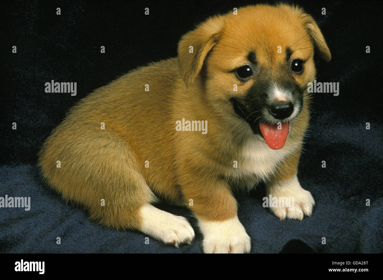 Pembroke Welsh Corgi, cane cucciolo seduto su sfondo nero Foto Stock