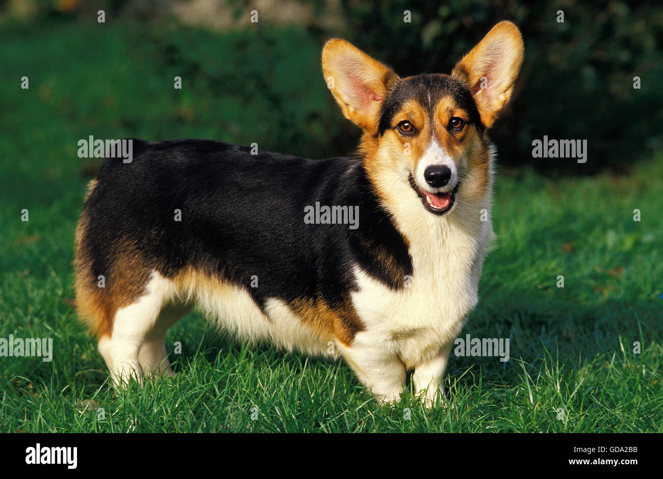 PEMBROKE WELSH CORGI Foto Stock