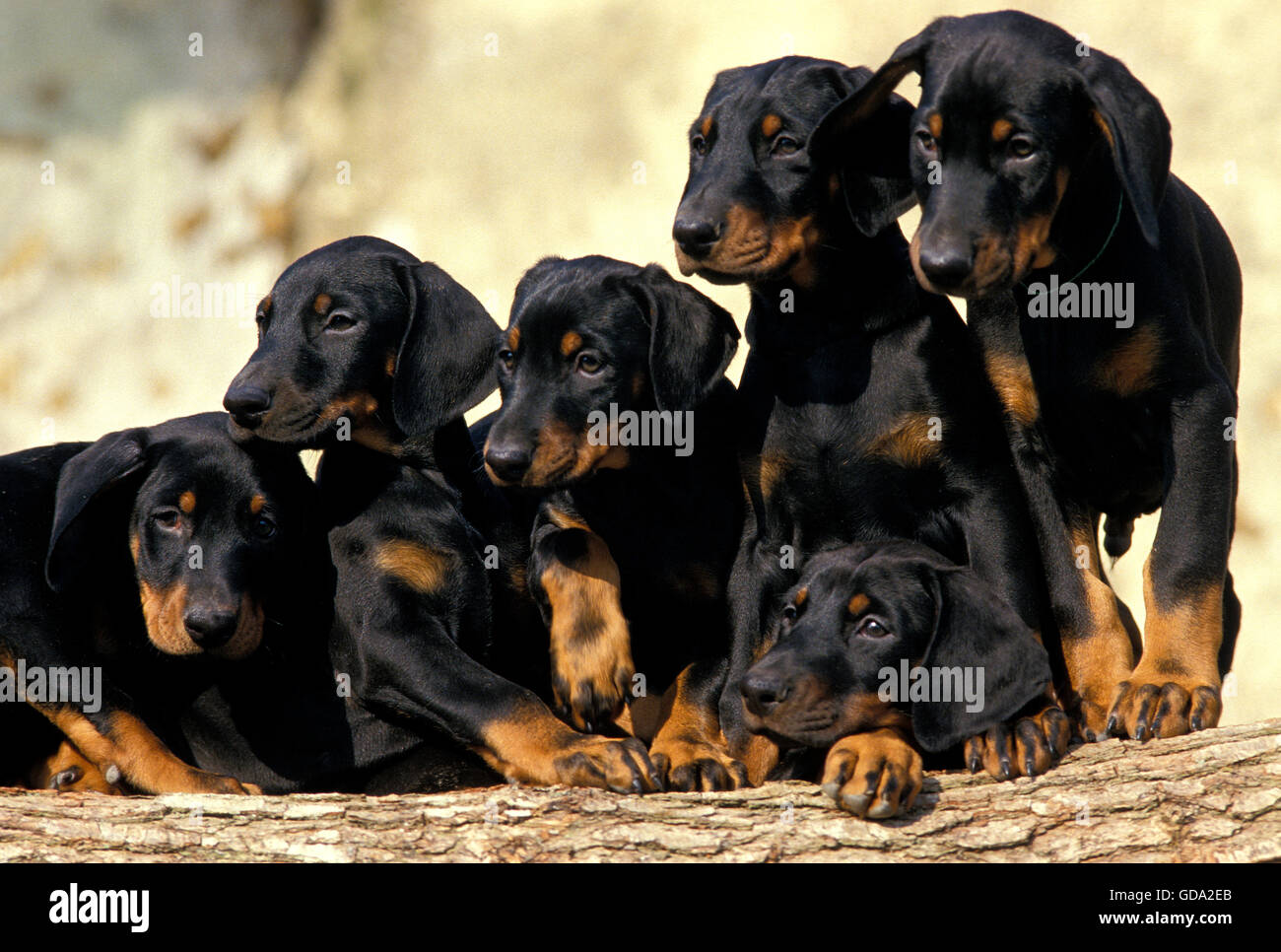 Dobermann cane o Dobermann Pinscher, cuccioli sulla pila di legno Foto Stock