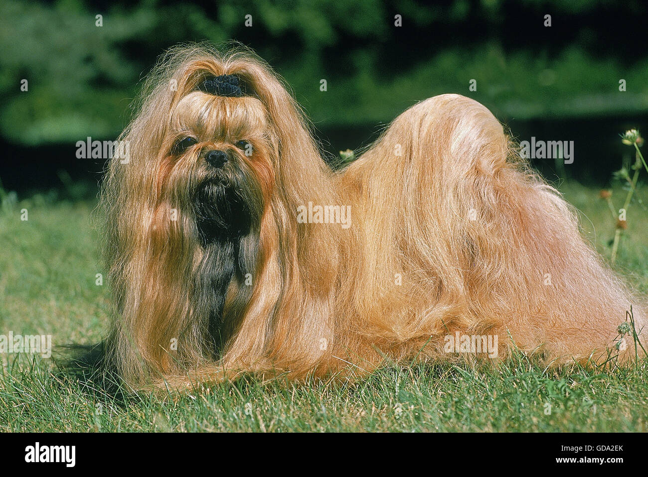 SHI TZU cane adulto, sull'erba Foto Stock